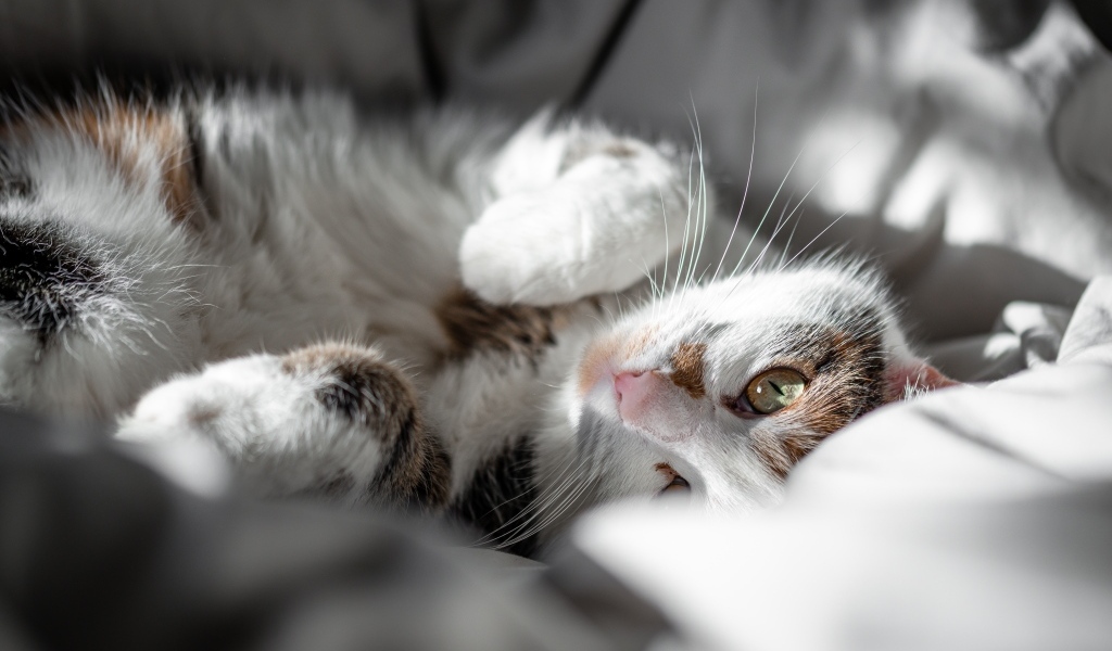 Домашний кот нежится в постели