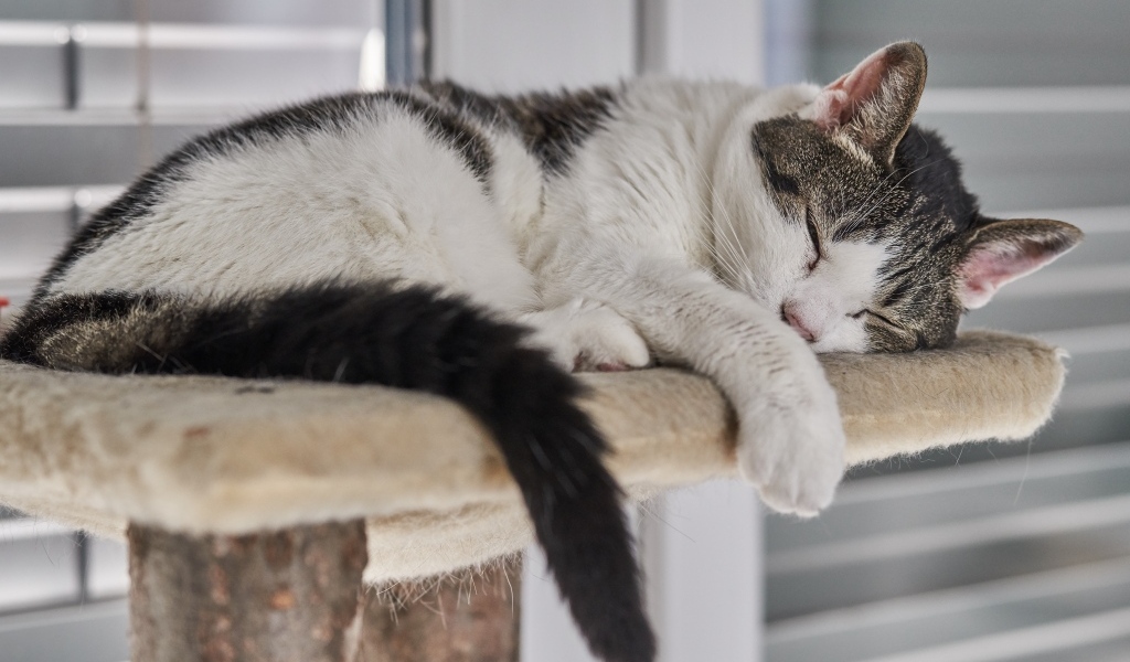 Домашний кот спит на лежанке