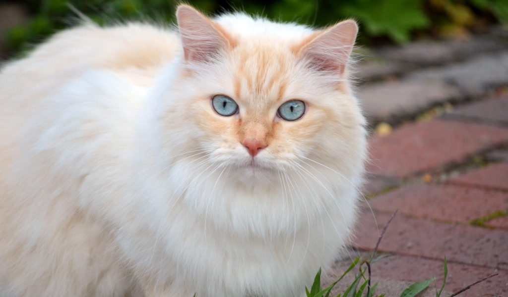 Пушистый кот с красивыми голубыми глазами
