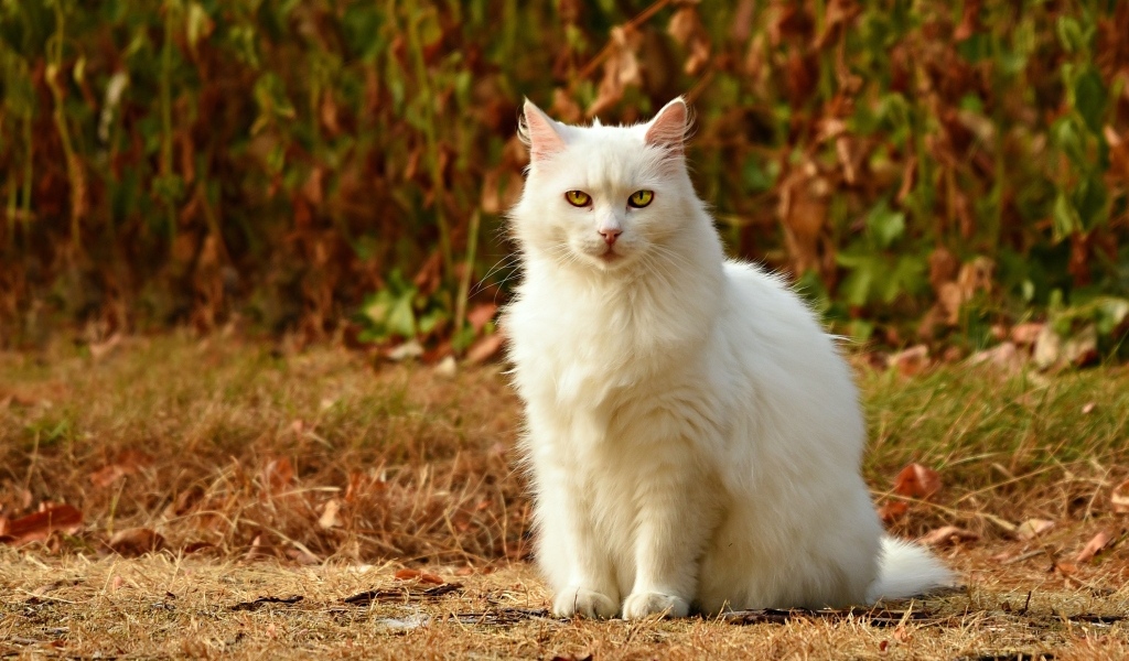 Пушистая белая кошка сидит на траве