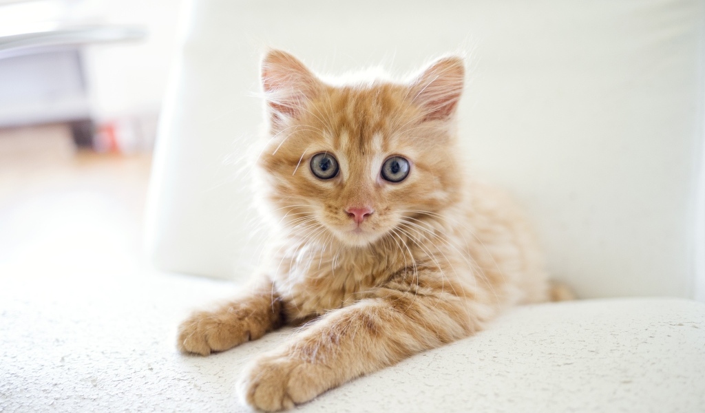 Испуганный рыжий котенок с большими глазами