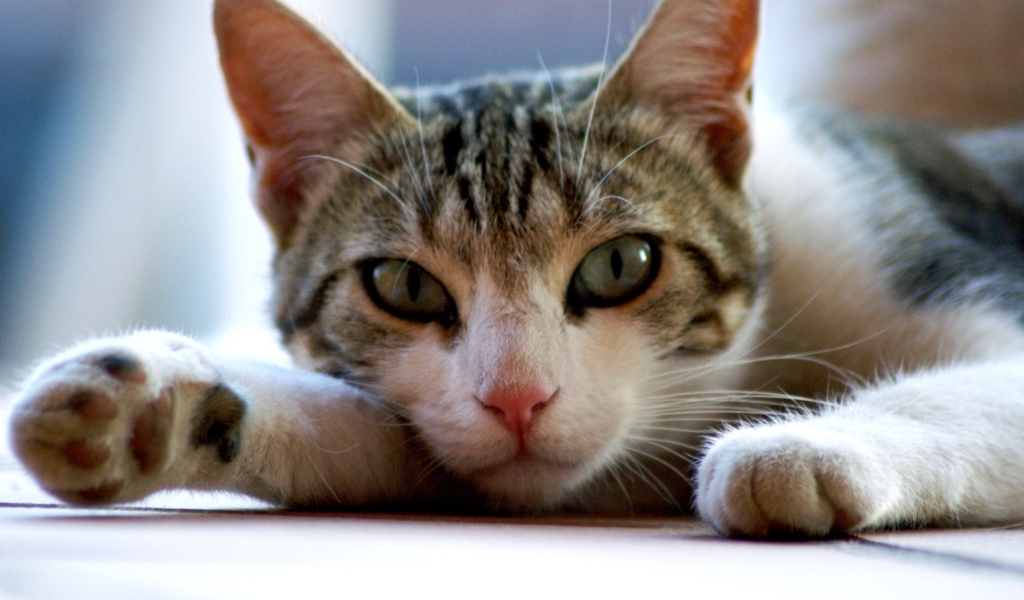 Серый с белым домашний зеленоглазый кот