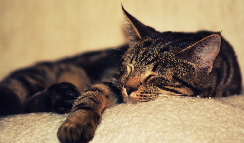 Серая кошка спит на белом покрывале