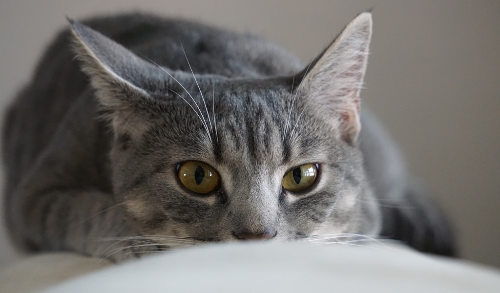 Серая кошка спит на диване