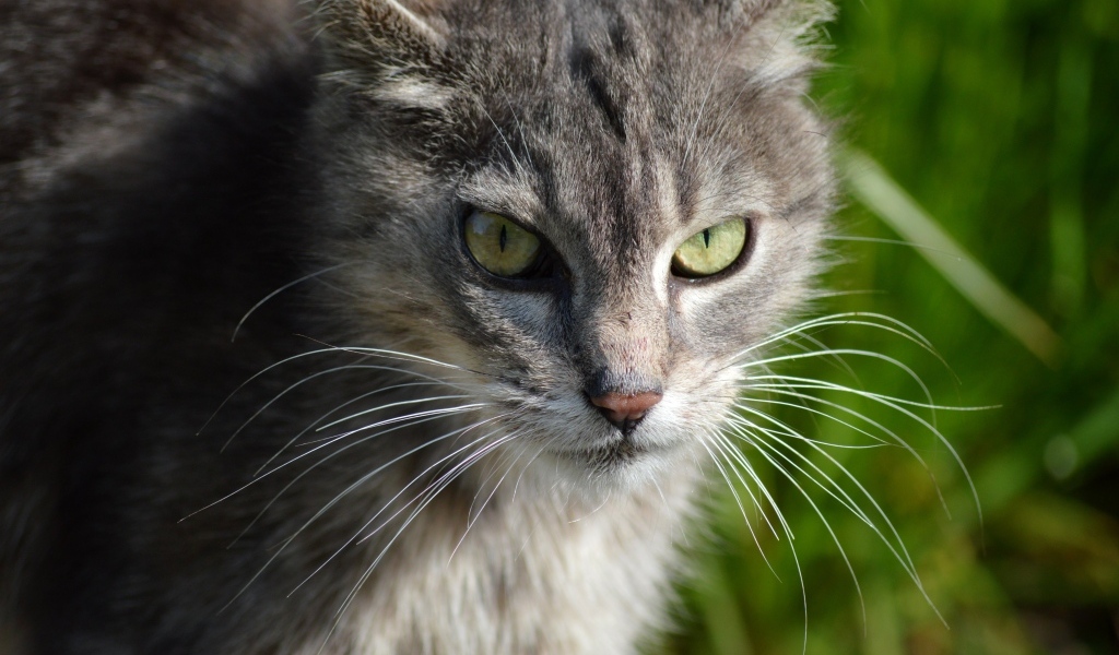 Серый кот с зелеными глазами на улице