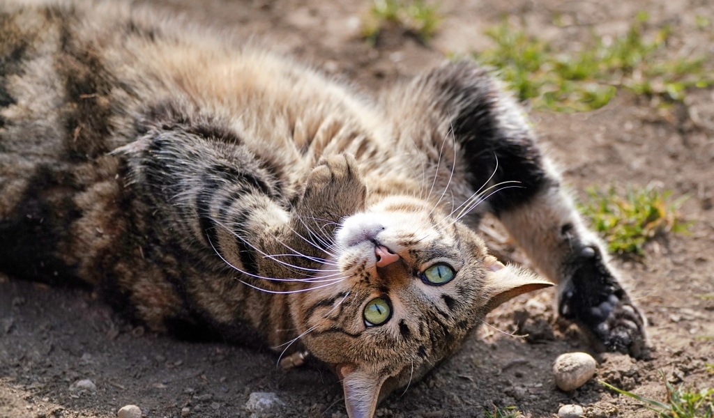 Серый зеленоглазый кот лежит на земле