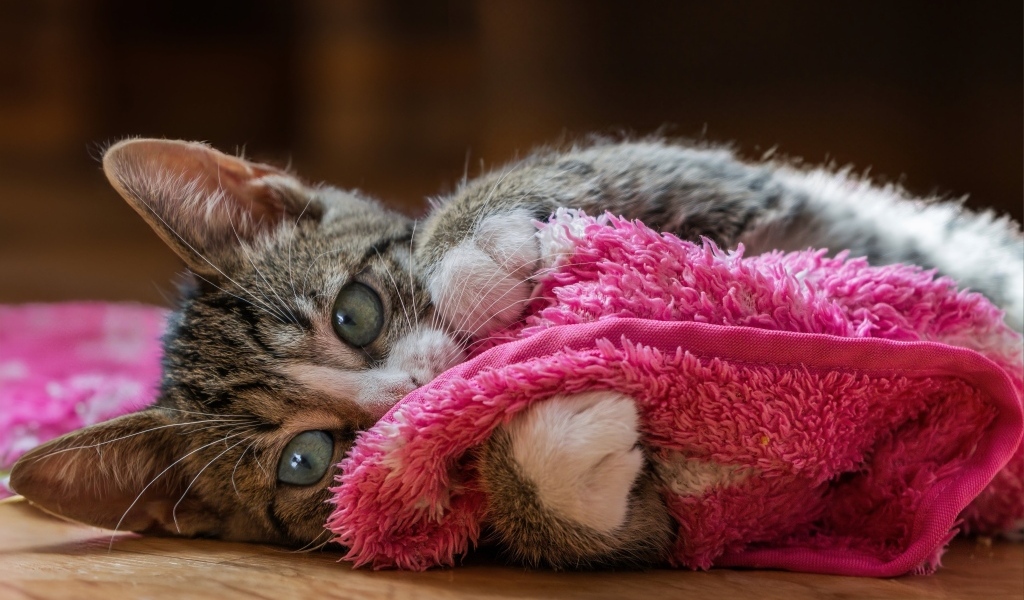 Серый котенок лежит на красном покрывале