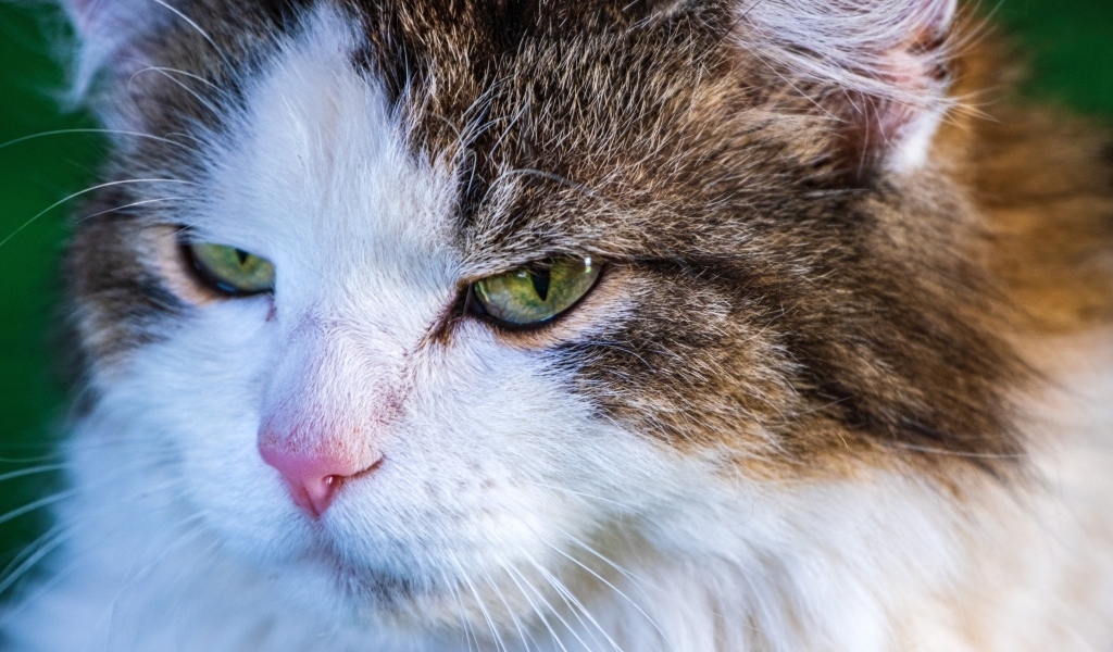 Зеленоглазый кот с розовым носом