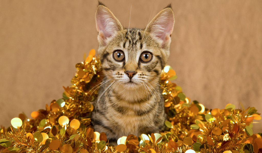 Котенок в новогодней мишуре