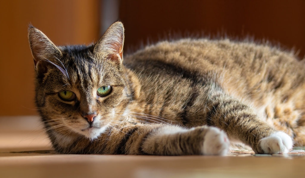 Большой домашний серый кот с зелеными глазами
