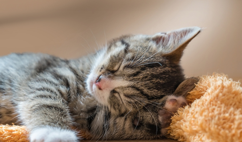 Маленький милый спящий серый котенок