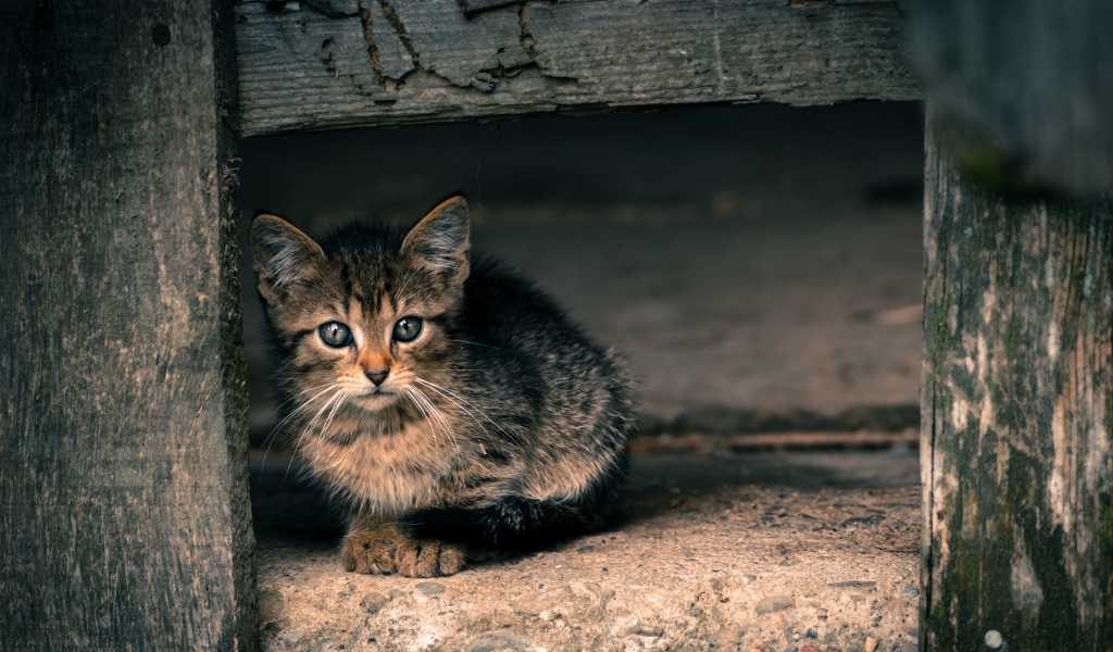 Маленький серый котенок в деревянной будке