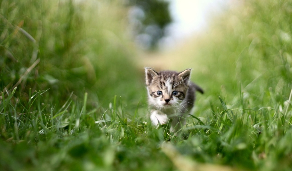 Маленький серый котенок в зеленой траве