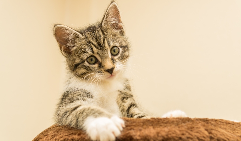 Маленький котенок лежит на подушке