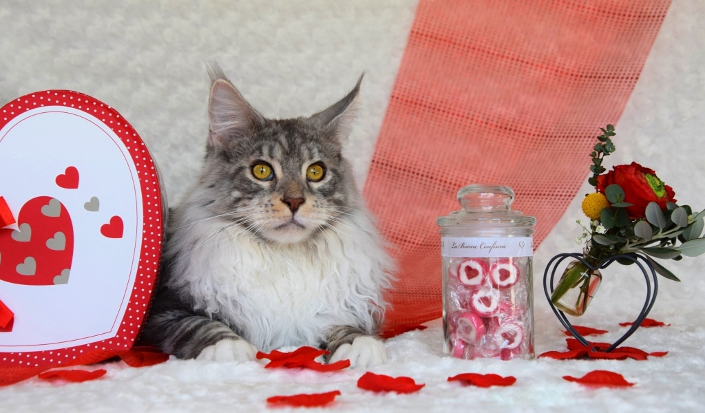 Кот породы мейн кун с сердечками