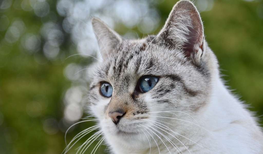 Морда голубоглазой породистой кошки