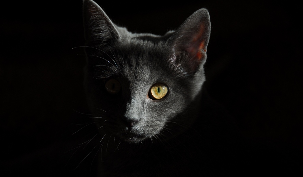 Морда серого котенка на черном фоне крупным планом