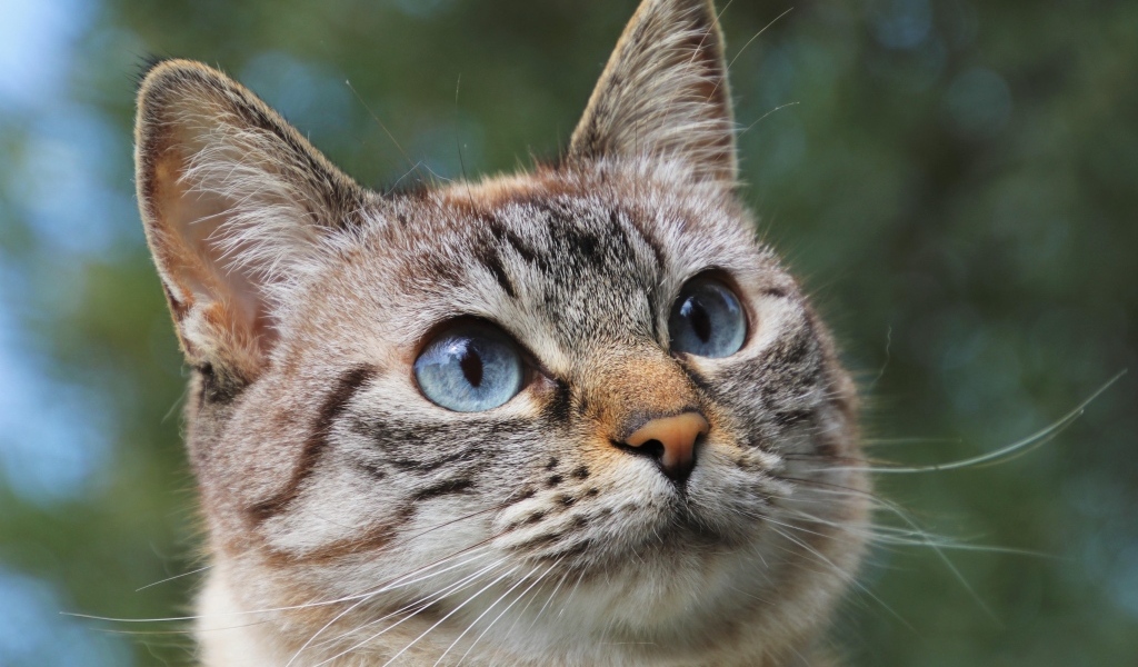 Морда породистой кошки с голубыми глазами