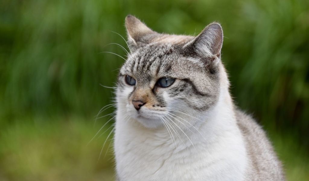 Задумчивый породистый кот 