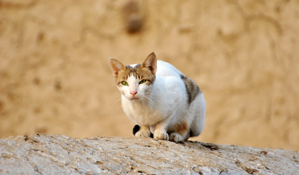 Грустный бродячий кот сидит на камне