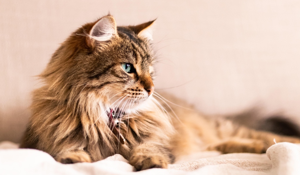 Серьезный пушистый серый кот лежит на кровати