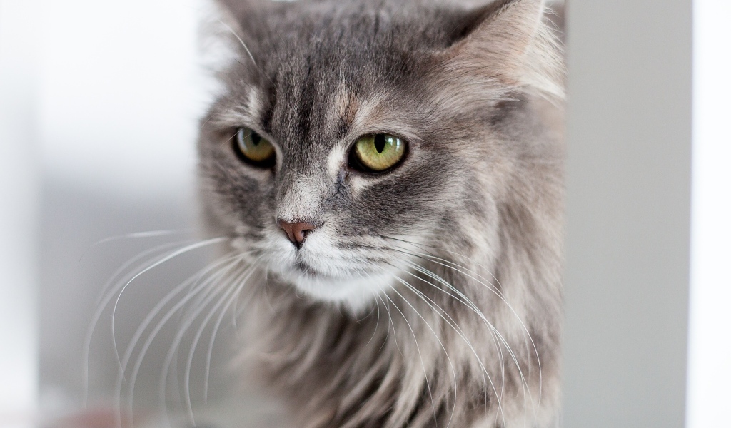 Серьезный взгляд пушистого серого кота