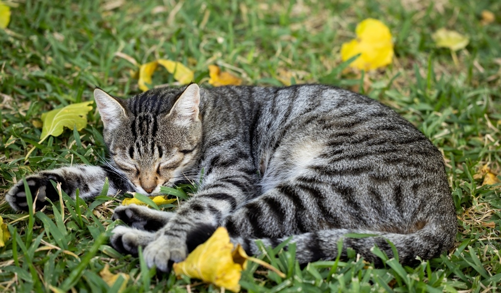Полосатый серый кот лежит на траве
