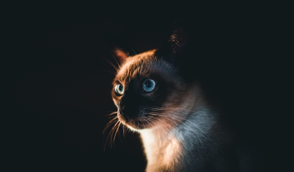 Морда голубоглазого сиамского кота на черном фоне