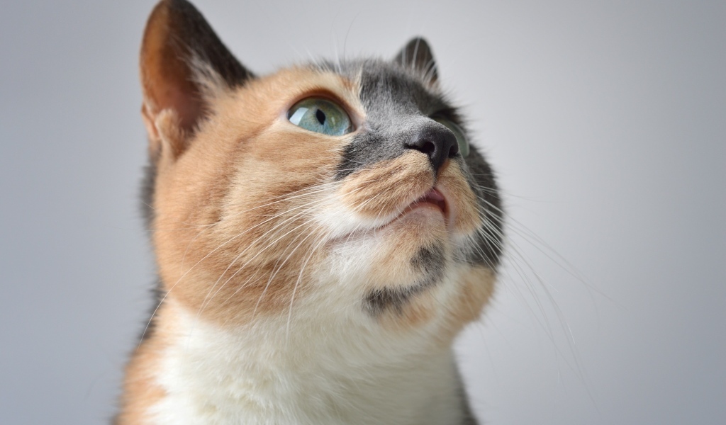 Трехцветная кошка на сером фоне