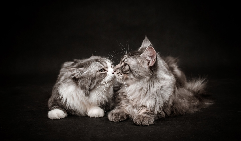 Два серых кота породы мейн кун на черном фоне