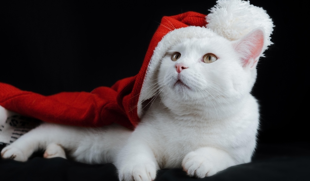 Белый кот в шапке Санта Клауса на черном фоне