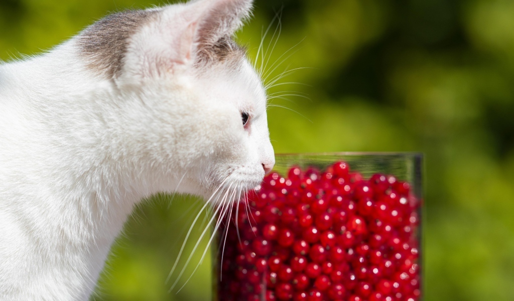 Белый кот нюхает ягоды красной смородины