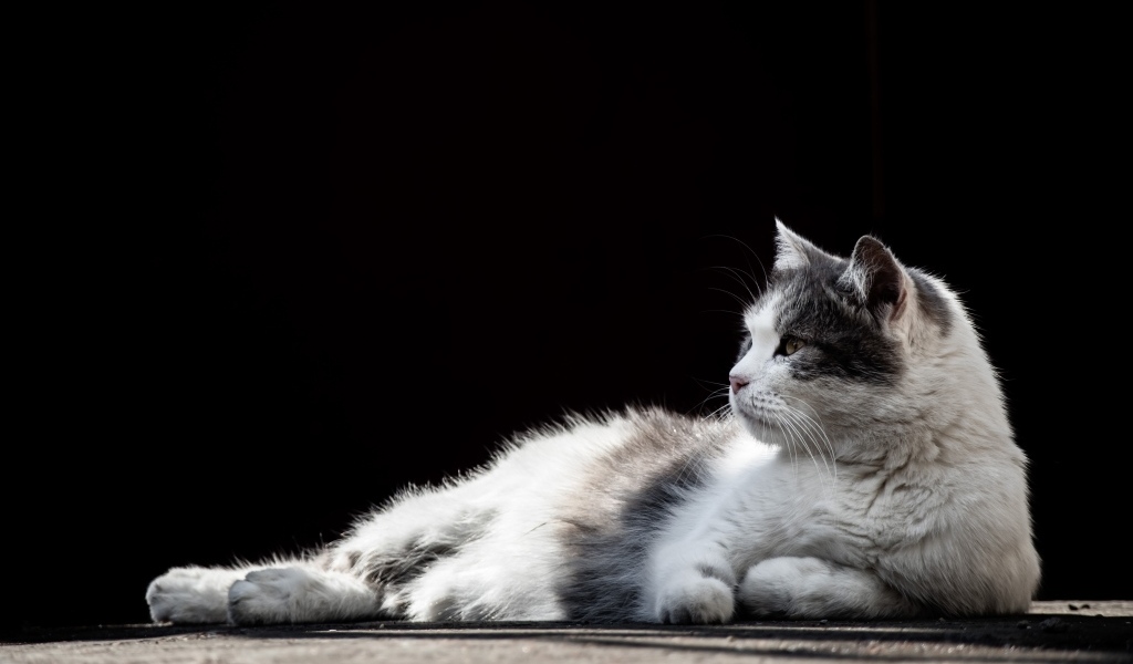 Белый с серыми пятнами кот на черном фоне