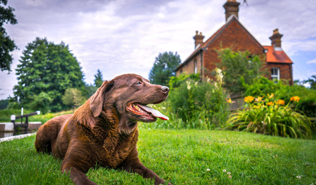 Коричневый лабрадор с высунутым языком лежит на траве