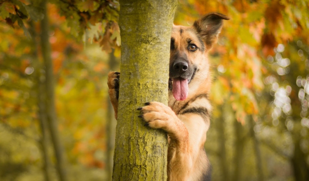 Овчарка с высунутым языком стоит у дерева