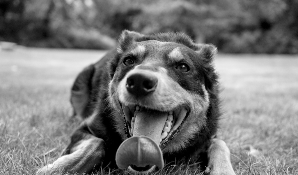 Австралийский келпи с высунутым языком на траве