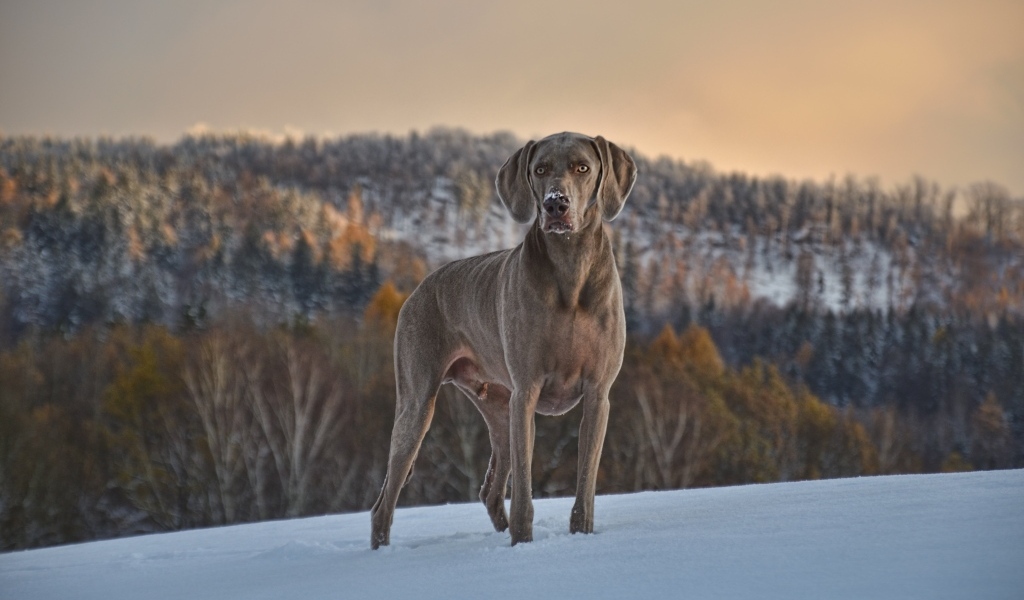 Красивый пес породы веймаранер на снегу