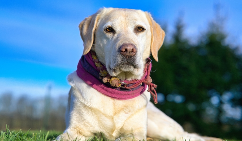 Красивый золотистый ретривер лежит на траве