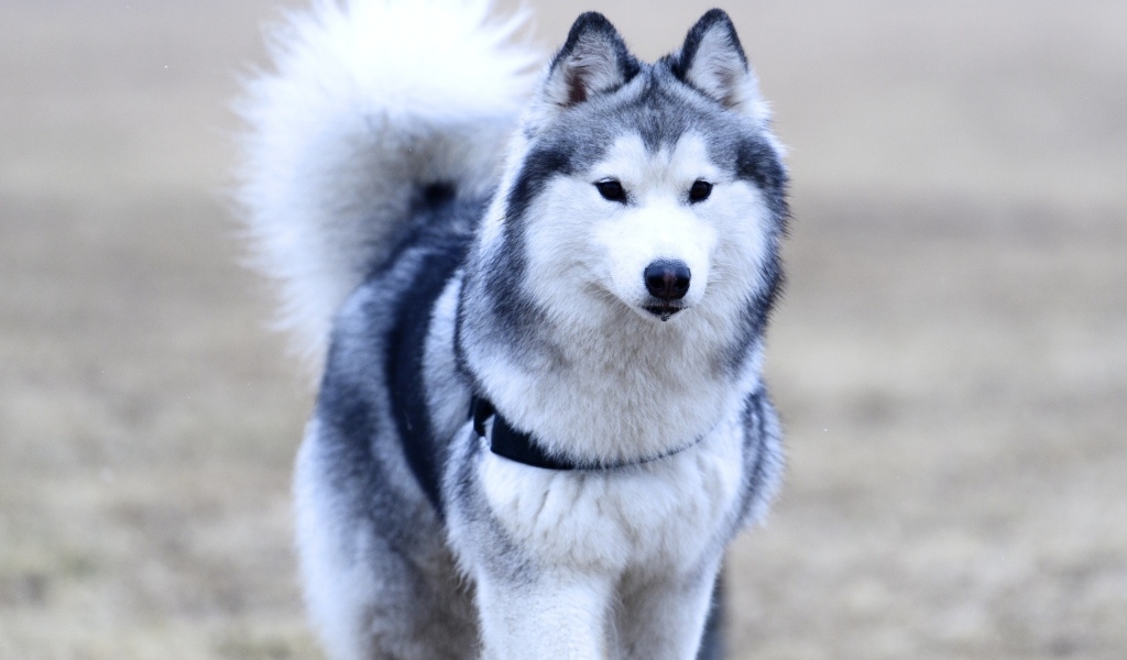 Красивая собака породы хаски