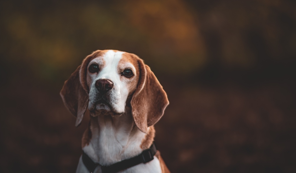 Большой бигль с грустным взглядом