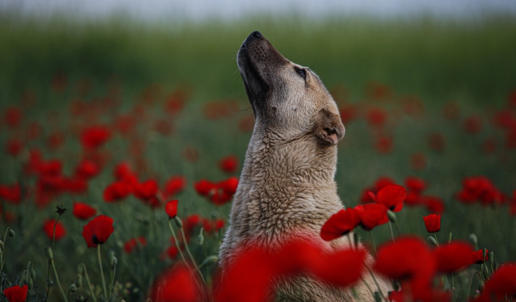 Большая собака сидит в цветах красного мака