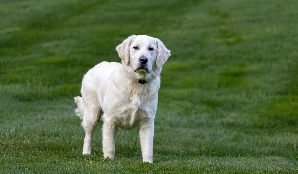 Большой золотистый ретривер на зеленой траве