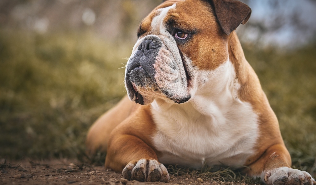 Большой серьезный бульдог лежит на земле