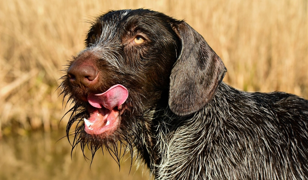 Черный пес породы Дратхаар с высунутым языком