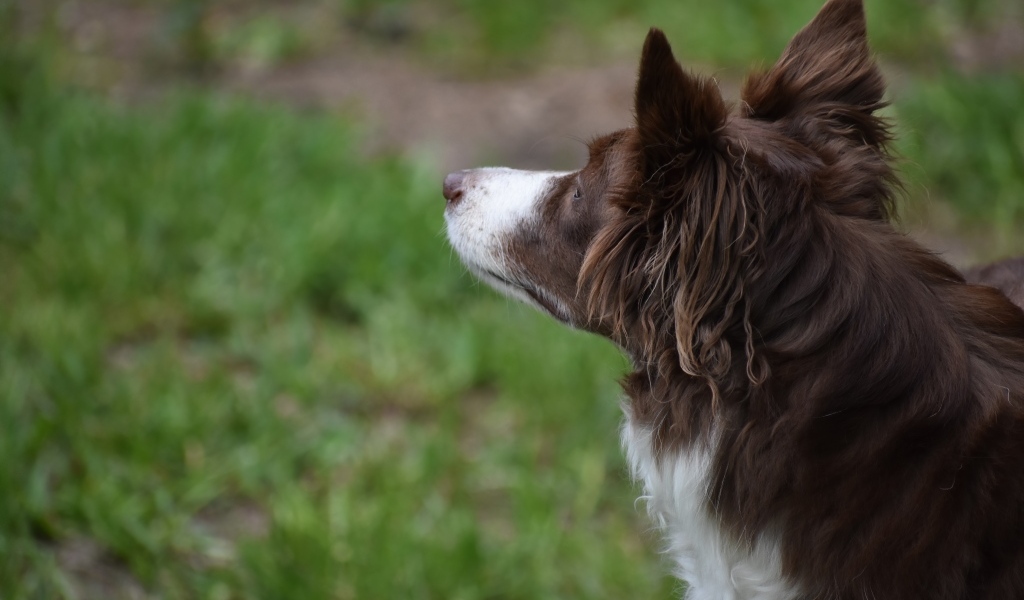Бордер колли с грустным взглядом