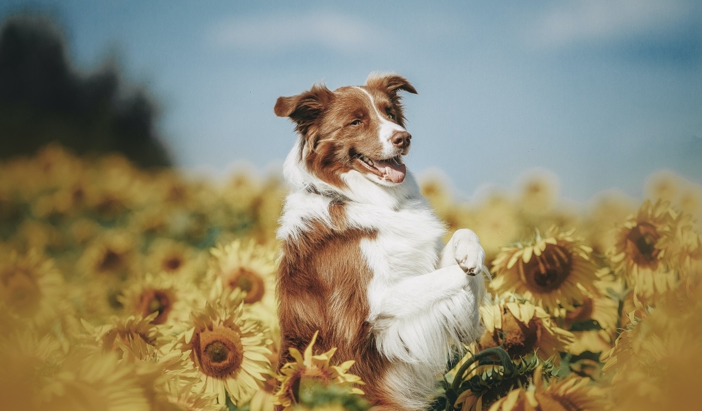 Собака породы бордер колли в подсолнухах