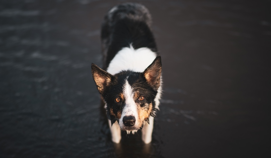 Собака породы бордер колли в воде
