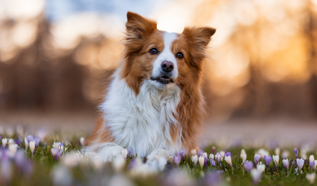 Собака бордер колли лежит в цветах