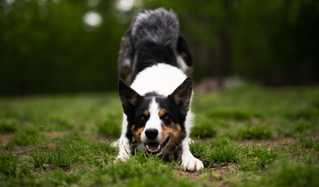 Собака бордер колли играет на траве