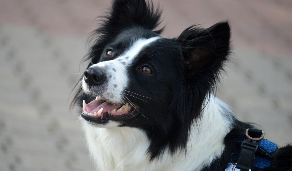 Собака породы бордер колли с открытой пастью